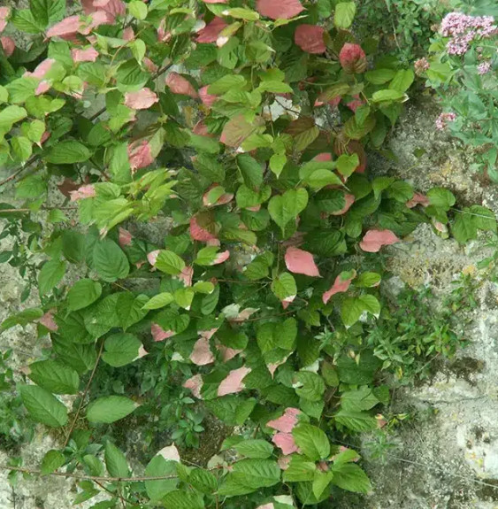 Kiwi arctique - actinidia kolomikta