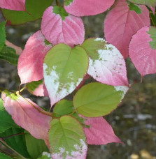 Kiwi arctique - actinidia kolomikta