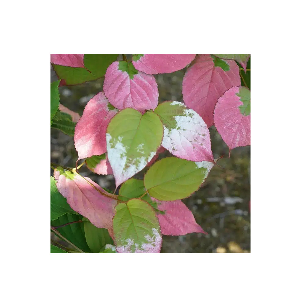 Kiwi arctique - actinidia kolomikta