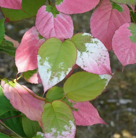 Kiwi arctique - actinidia kolomikta