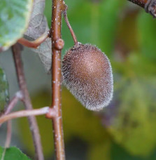 Kiwi autofertile 'Solissimo®' (Renact) - actinidia chinensis