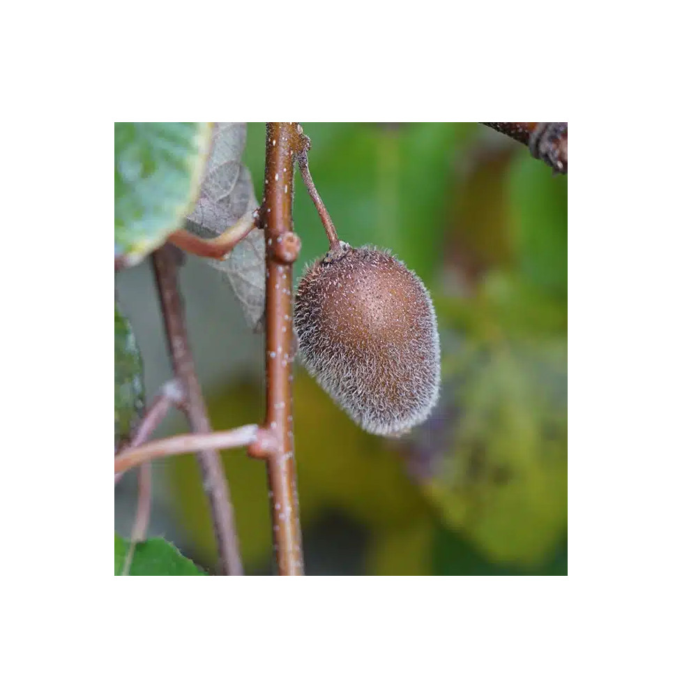 Kiwi autofertile 'Solissimo®' (Renact) - actinidia chinensis