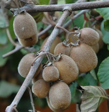 Kiwi autofertile 'Solissimo®' (Renact) - actinidia chinensis