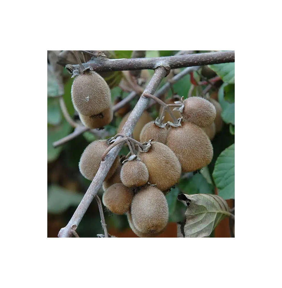 Kiwi autofertile 'Solissimo®' (Renact) - actinidia chinensis