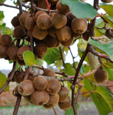 Kiwi autofertile 'Solo' - actinidia deliciosa