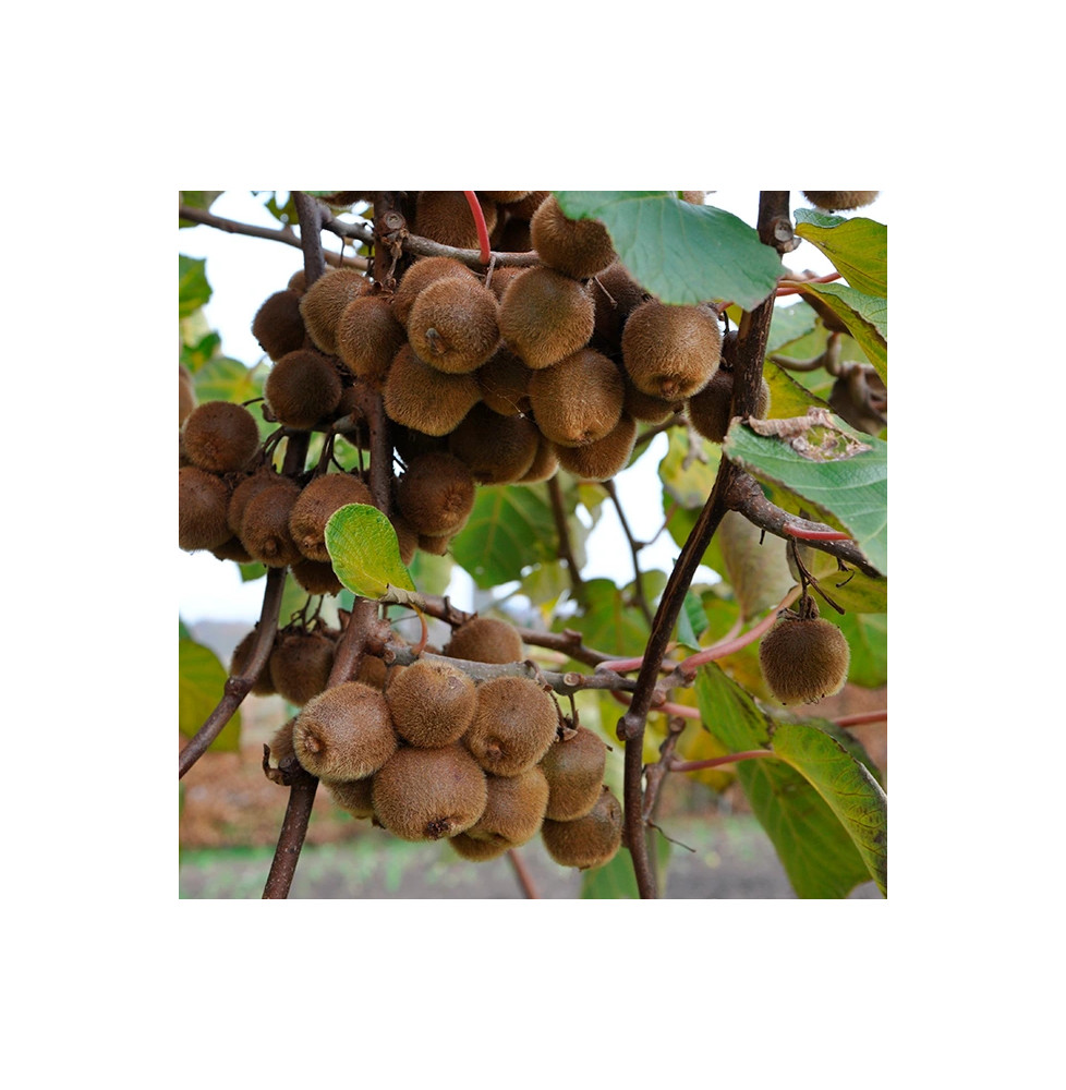 Kiwi autofertile 'Solo' - actinidia deliciosa