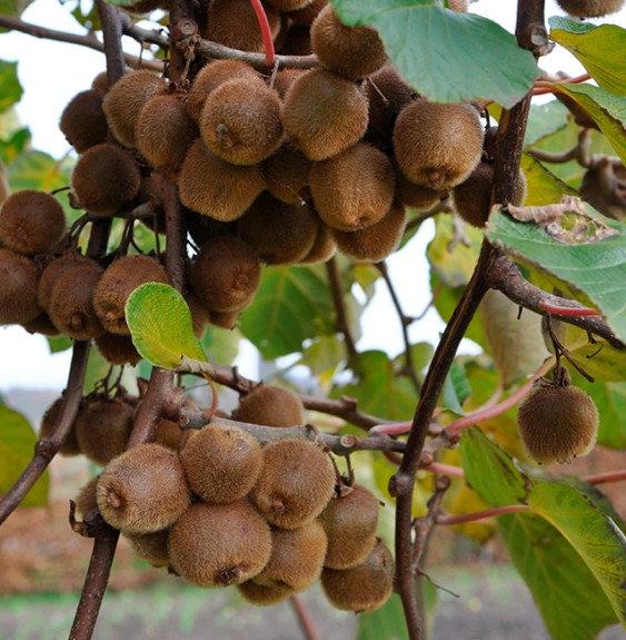 Kiwi autofertile 'Solo' - actinidia deliciosa