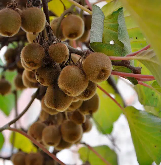 Kiwi autofertile 'Solo' - actinidia deliciosa