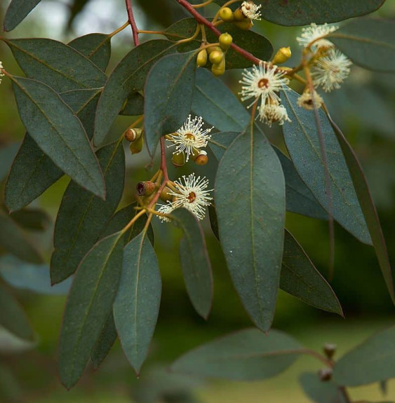 Pépinières Français PF_EUCALYPTUS EUCALYPTUS gunnii / Gommier cidre