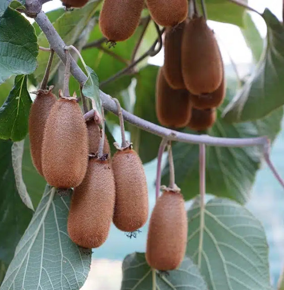 Kiwi femelle 'Bruno' - actinidia deliciosa