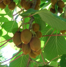 Kiwi femelle 'Hayward' - actinidia