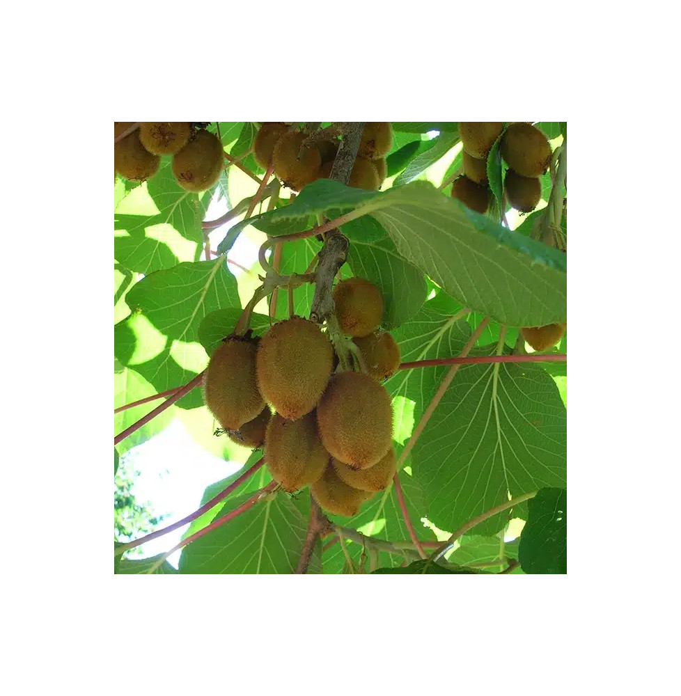 Kiwi femelle 'Hayward' - actinidia