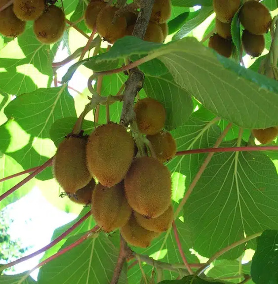 Kiwi femelle 'Hayward' - actinidia