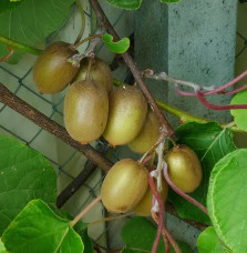 Kiwi femelle 'Hayward' - actinidia