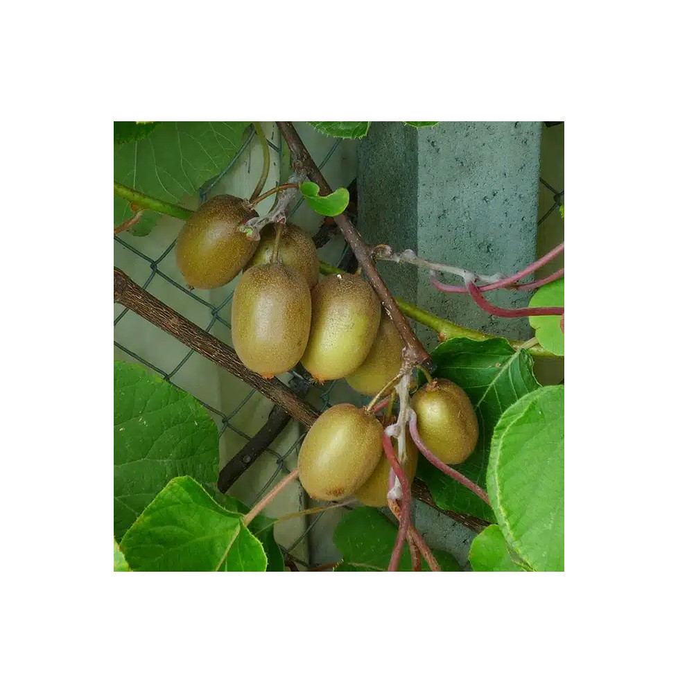 Kiwi femelle 'Hayward' - actinidia