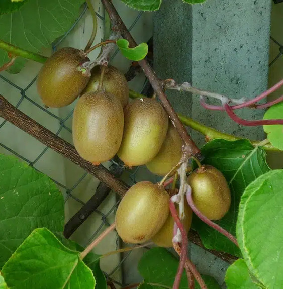 Pépinières Français PF_Kiwi-femel7 Kiwi femelle 'Hayward' - actinidia