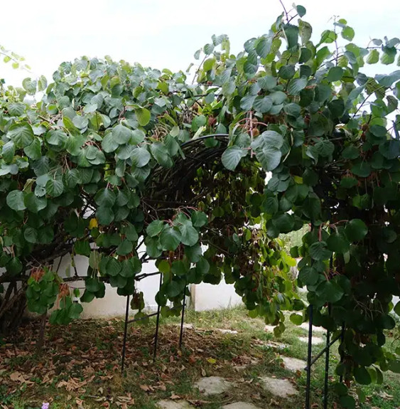 Kiwi femelle 'Kiwidoo®' - actinidia chinensis