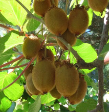 Kiwi femelle 'Moncap' - actinidia