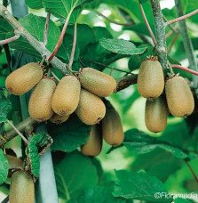 Pépinières Français PF_Kiwi-femel4 Kiwi femelle 'Monty' - actinidia chinensis