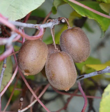 Kiwi jaune femelle 'Golden Delight' - actinidia chinensis