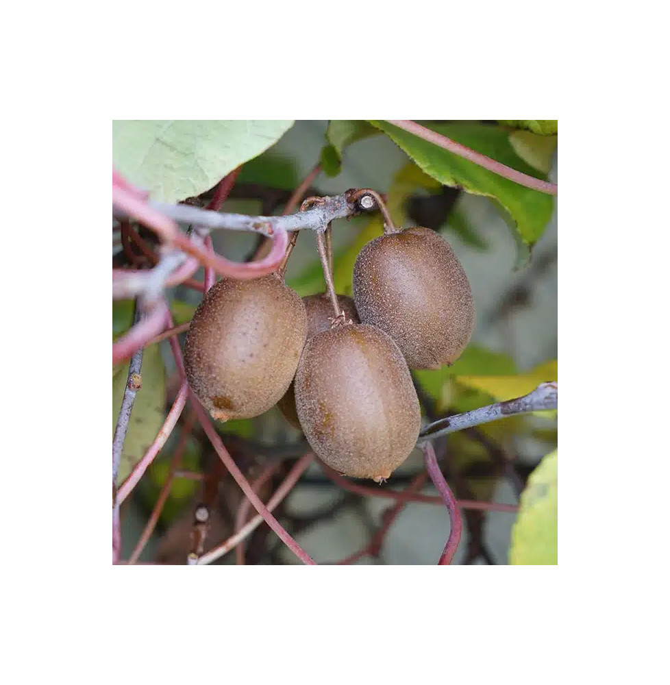 Kiwi jaune femelle 'Golden Delight' - actinidia chinensis