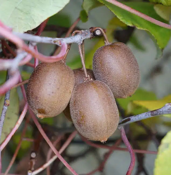 Kiwi jaune femelle 'Golden Delight' - actinidia chinensis