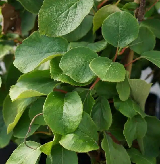 Kiwi mâle 'Golden Delight' - actinidia chinensis