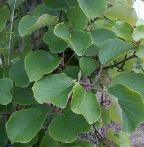 Kiwi mâle 'Tomuri' - actinidia mâle