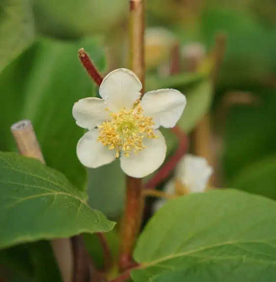 Kiwi mâle - actinidia deliciosa