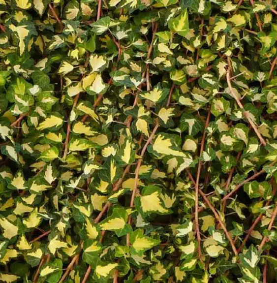 Lierre 'Goldheart' - 'Oro di Bodigliasco' - hedera helix