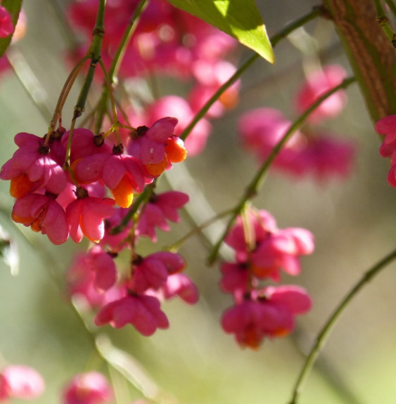 EUONYMUS alatus ‘Compactus’ / Fusain ailé 'Compactus'