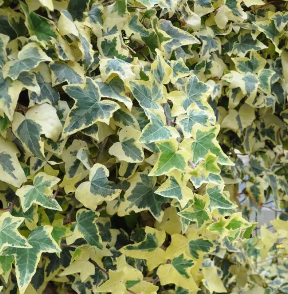 Lierre commun 'Goldchild' - hedera helix