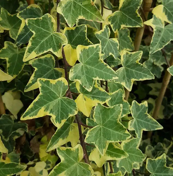 Lierre commun 'Goldchild' - hedera helix