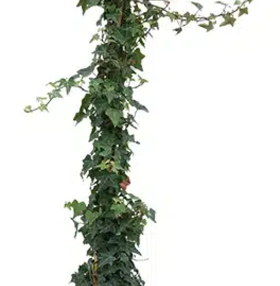 Lierre commun ‘Sagittifolia’ - hedera helix