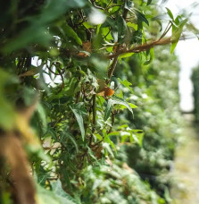 Lierre commun ‘Sagittifolia’ - hedera helix