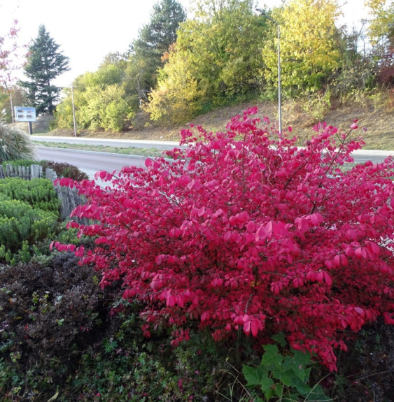 EUONYMUS alatus ‘Compactus’ / Fusain ailé 'Compactus'