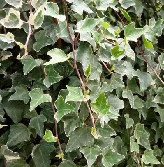 Lierre des bois 'Glacier' - hedera helix