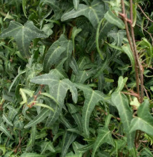 Lierre des bois ‘Königer's Auslese’ - hedera helix