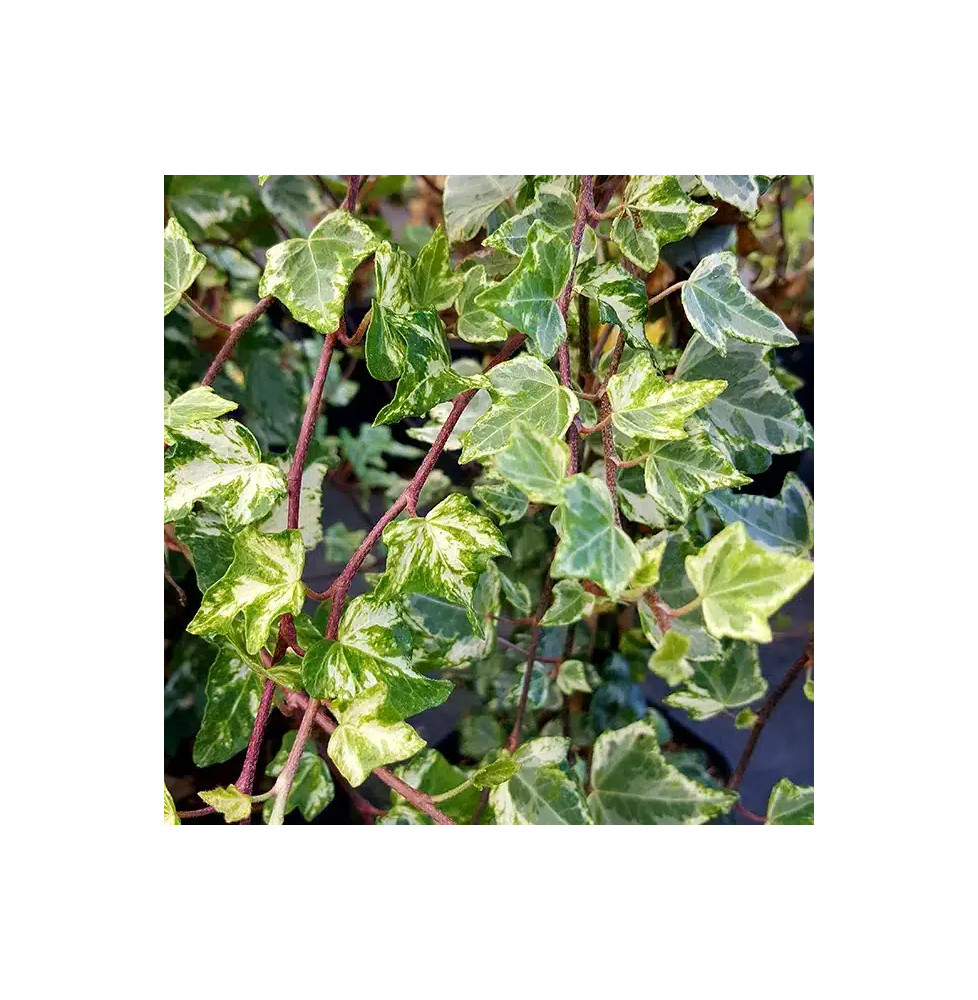 Lierre panaché 'Tricolor' - hedera helix