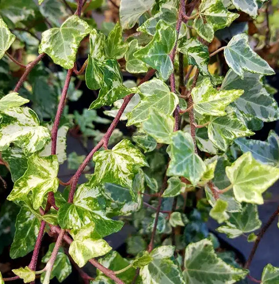 Lierre panaché 'Tricolor' - hedera helix