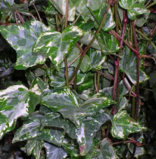 Lierre panaché 'Tricolor' - hedera helix