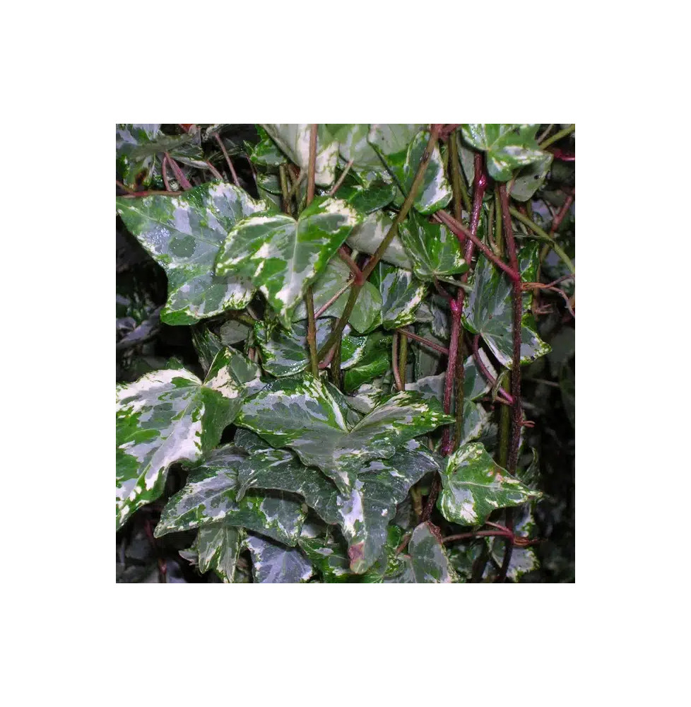 Lierre panaché 'Tricolor' - hedera helix