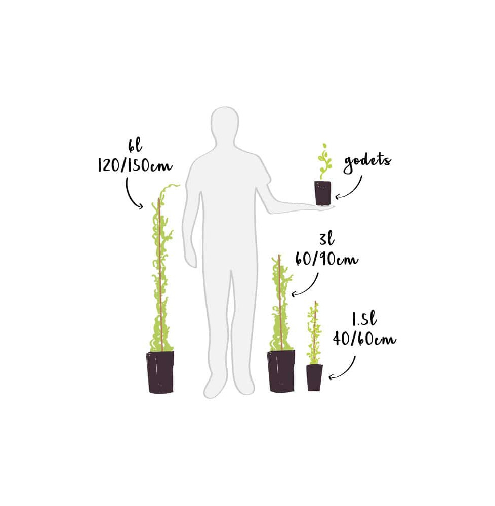 Morelle faux jasmin - solanum jasminoïdes