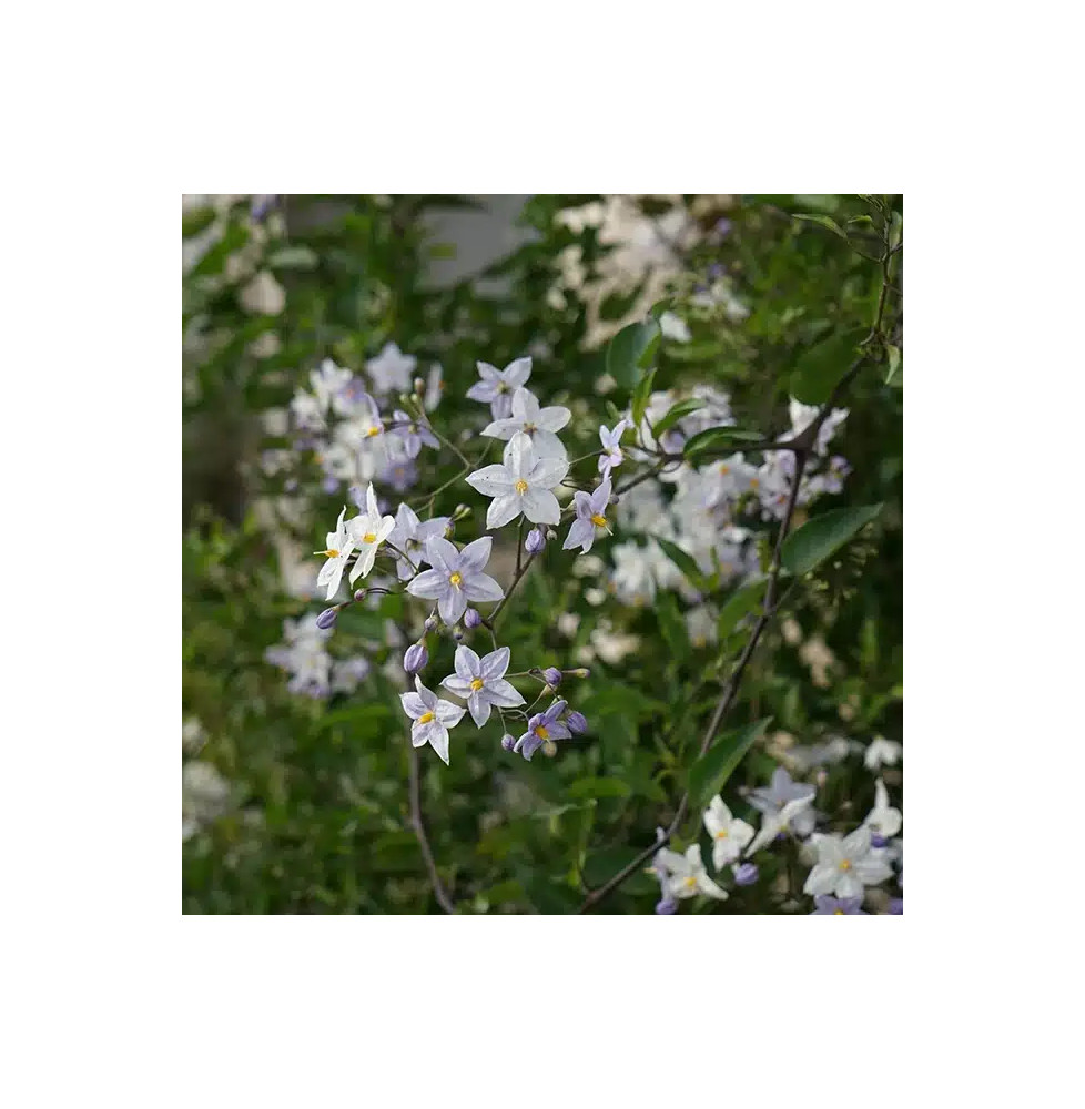 Morelle faux jasmin - solanum jasminoïdes