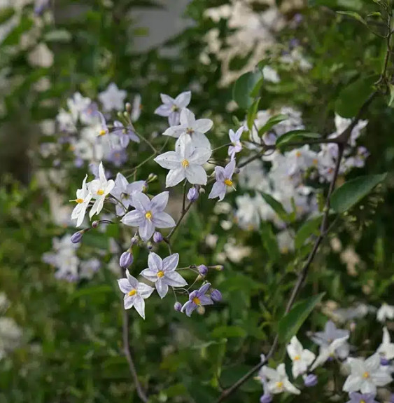 Pépinières Français PF_Morelle-fa Morelle faux jasmin - solanum jasminoïdes