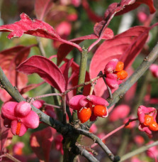 EUONYMUS europaeus ‘Red Cascade’  / Fusain d'Europe 'Red Cascade'