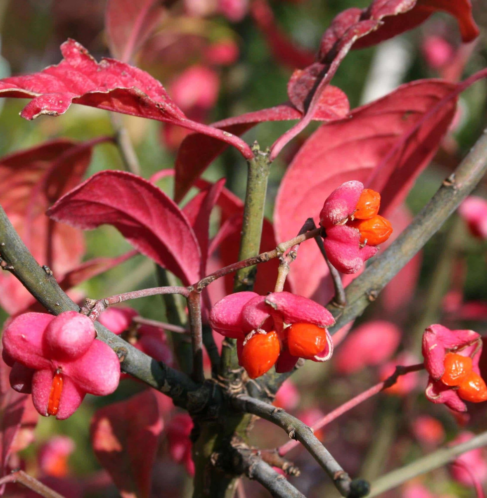 EUONYMUS europaeus ‘Red Cascade’  / Fusain d'Europe 'Red Cascade'