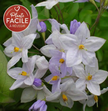 Morelle faux jasmin - solanum jasminoïdes