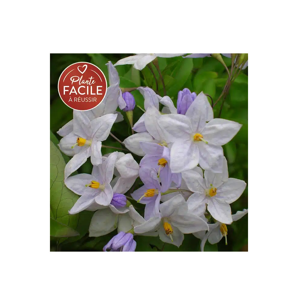 Morelle faux jasmin - solanum jasminoïdes