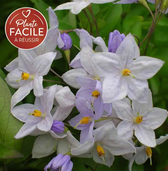 Morelle faux jasmin - solanum jasminoïdes